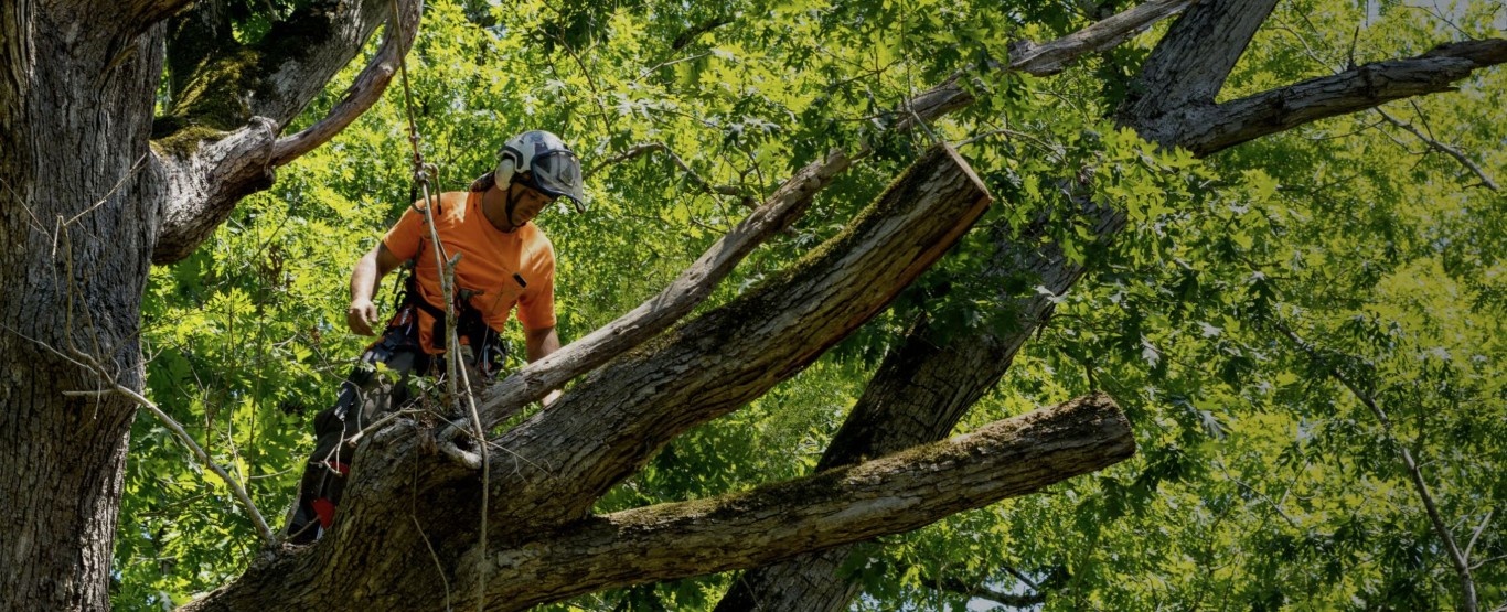 Tree Removal service in Grand Island, NE