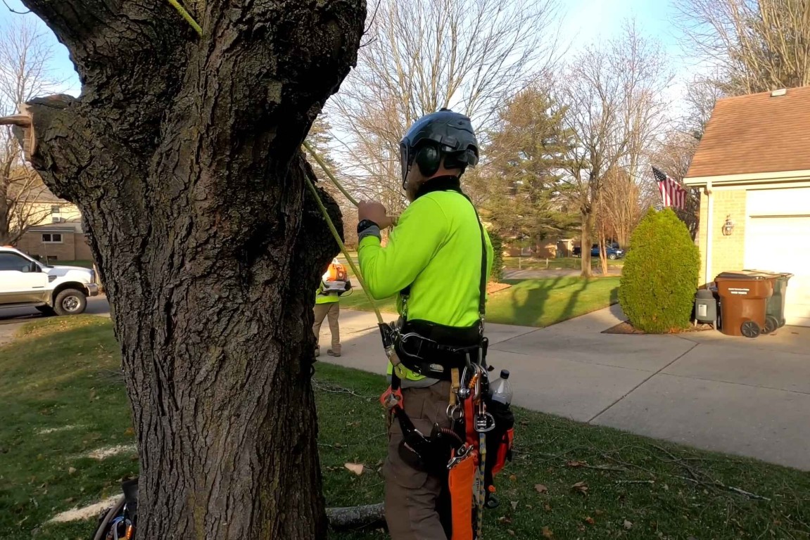 Professional tree service crew working in Grand Island, NE