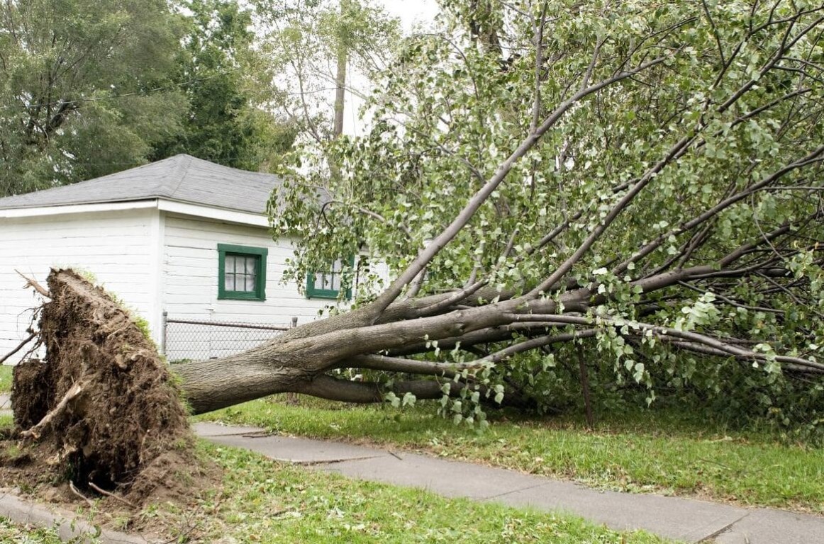 Storm damaged tree requiring emergency removal services